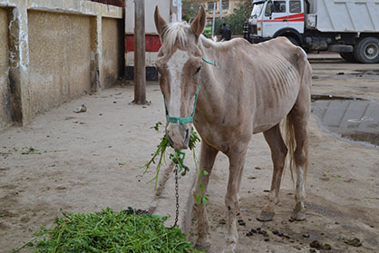 Hundreds of Horses in Egypt Suffering From Political Turmoil