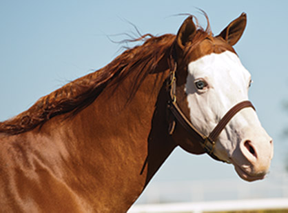 APHA Inducts Two Performance Stallions into 2013 Hall of Fame