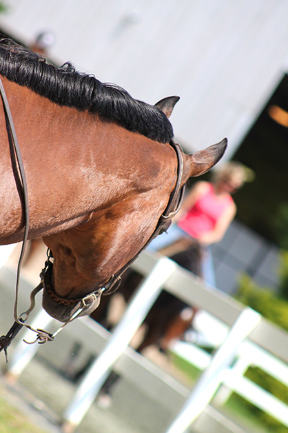 Law School Will Be First in the Country to Offer Concentration in Equine Law