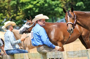 Nicely turned out professionals at the 2013 Tom Powers Futurity. 