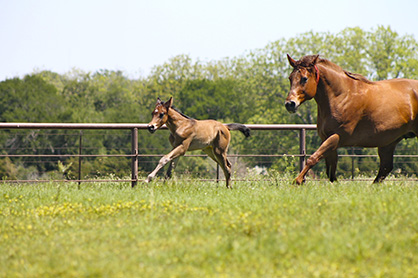 Empty Fields Everywhere… Why Movement is So Important For Horses