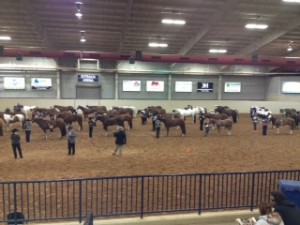 40+ horses in Youth Halter Geldings. 