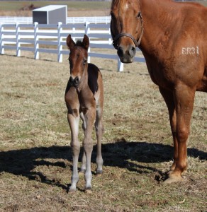 (These Irons Are Hot X That's My Invitation) Image courtesy of Seaside Farm. 