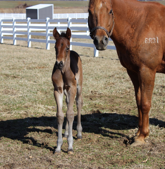 Seaside Farm Celebrates Herd of Fancy Foals