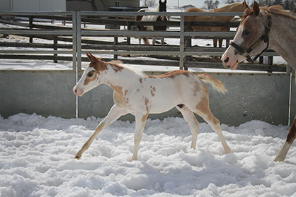 EC Foal Photo of the Day