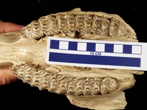 Teeth in the skull of a horse (genus Neohipparion) found near Valentine, Neb.. The skull dates to 13 million to 16 million years ago. (Courtesy Nicholas Famoso)