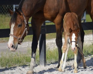 Art I Pretty and Beauty Sleep, a filly sired by Too Sleepy To Zip.