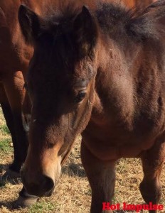 2014 Hot Impulse filly out of BV Moving My Assets. Owned by Mcnair Farm