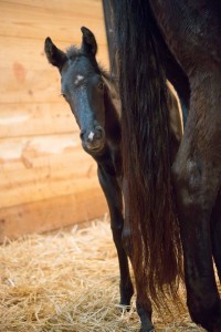 2014 stud colt by Too Sleepy To Zip. Owned by Jessica Wynn. 