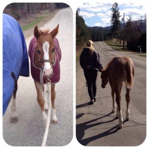 "Ruby"is a 2014 foal by Gonna Wanna Watchit. Owned by GO WEST Quarter Horses.