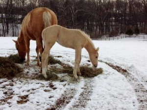 "Ellen" is a 2014 foal by VS Flatline and out of Daisy Rayann. 