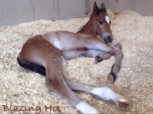 Delt An Ace, a stud colt sired by Blazing Hot and out of I'm Certainly Flash.