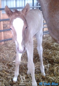 Owned by Jan Pittman. 2014 colt by VS Code Blue and out of a half sister to Ona Good Impulse. 