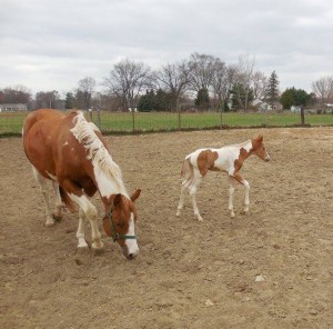 Colorful 2014 foal by Too Sleepy To Zip. Owned by Evelyn Allison. 