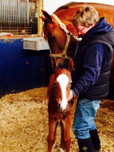 2014 foal named "Calvin" out of  Im Kinda Sleepy.