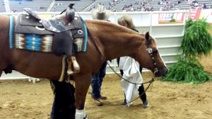 Yellow Jersey, 10-year-old palomino stallion by Wimpy Little Step, helps rider Mandy McCutcheon earn Two Million Dollar Rider status, as well as a spot on Team USA for the WEG.