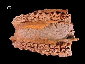 The palate of Ice Age horse, Equus scotti. Image courtesy of San Bernadino County Museum.