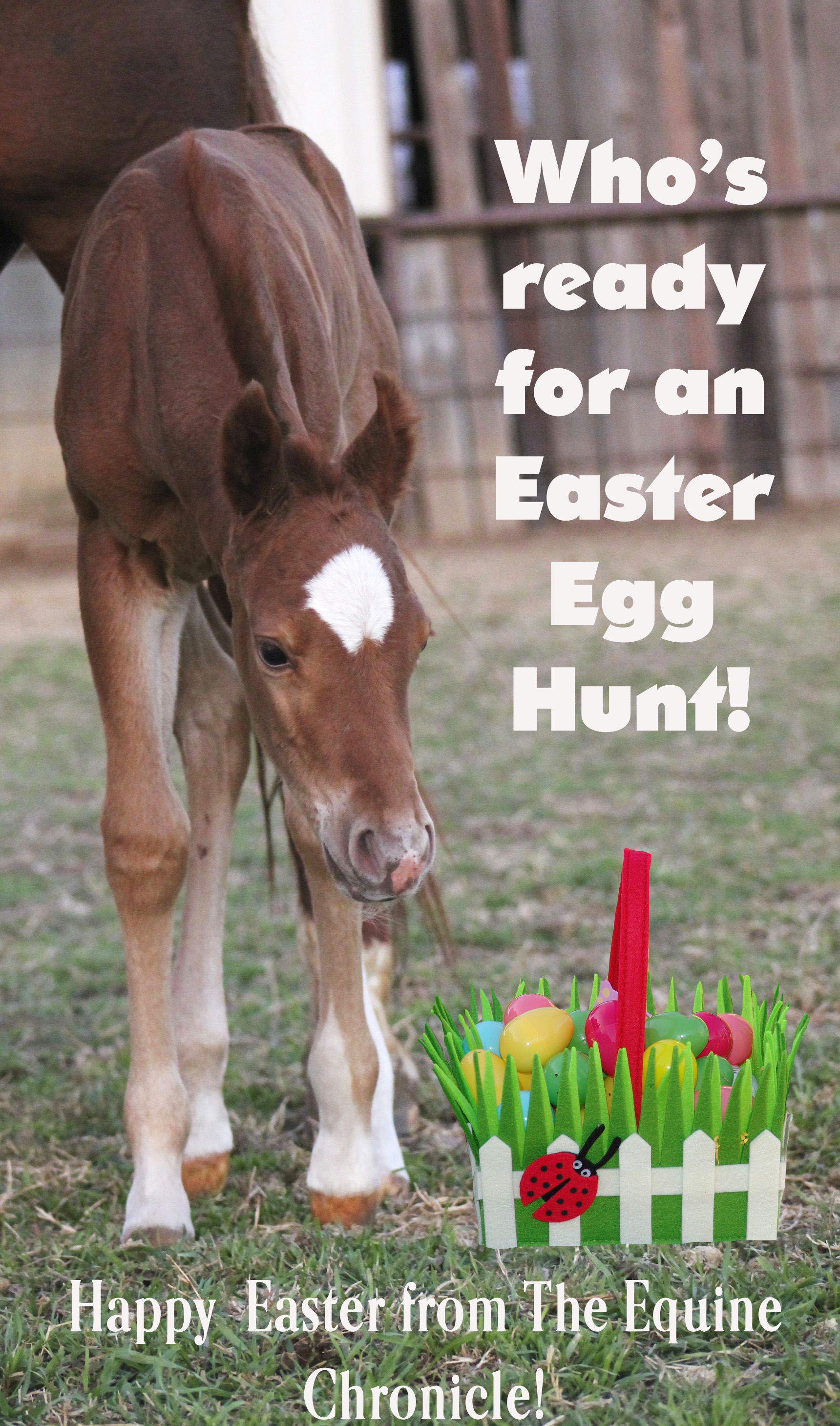 Happy Easter From The Equine Chronicle!