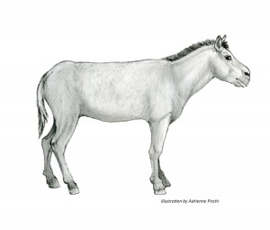 This is what the Ice Age horse Equus scotti might have looked like. Image courtesy of San Bernadino County Museum.