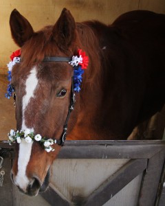 Gracie the mustang. 