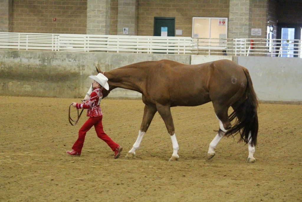 Results and Photos From Utah Paint Horse Show, March 2223 Equine