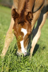 Take a cue from your horse and eat some veggies! Photo Credit: Brittany Bevis