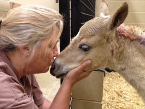 Butterscotch making friends with HSNT volunteer Joanna. Photo courtesy of HSNT.