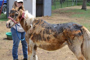 Bella on the day she arrived at the Humane Society of North Texas. HSNT photo.