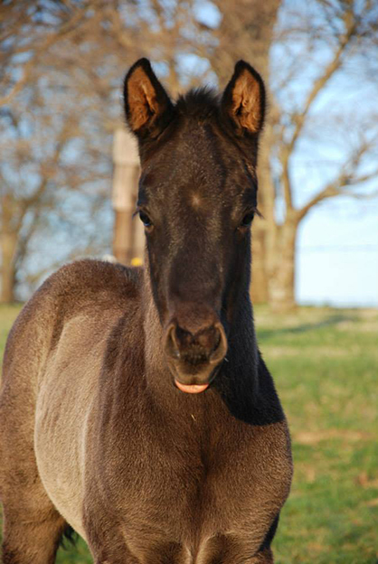 EC Foal Photo of the Day