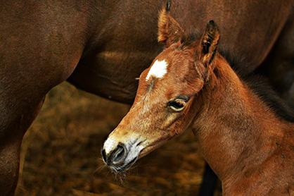 EC Foal Photo of the Day