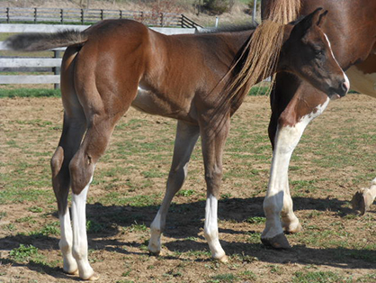 EC Foal Photo of the Day: Tryin’ Out a New Hairdo!