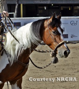 Lenas Buddy Nic. Photo courtesy pf NRCHA, provided by APHA press release.