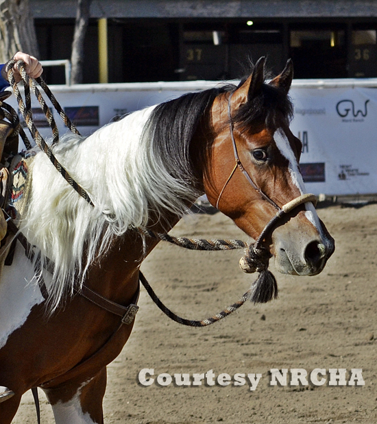 Paint Horses Earn Big Checks at 2014 NRCHA Stakes