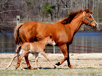 EC Foal Photo of the Day- The Thurston Trio