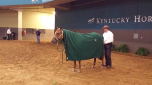 Pete Kyle retired A Ruf Gal after their performance to "Courtesy of the Red, White, and Blue" by unsaddling her in the middle of Alltech Arena. Photo Credit: Megan Arszman.