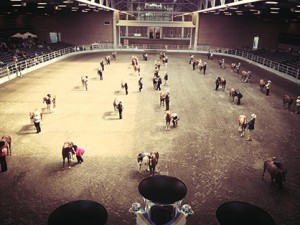 A nice view of 49 entries in the Amateur Weanling Fillies class at the 2013 Breeders Halter Futurity. Photo courtesy of BHF.