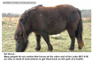 Many people do not realize that horses at the other end of the scale (BCS 8-9) are also in need of intervention to get them back on the path of a healthy body condition. Photo Credit: Barbara Sheridan Photography