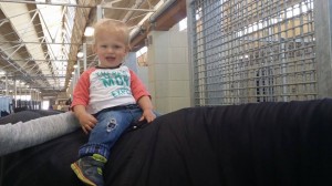 Laura and Dax Atkinson's adorable son taking a pony ride.