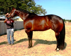 RPL My Te Touching. Photo provided by Clark Rassi Quarter Horses.