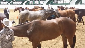 Amateurs preparing for showmanship.