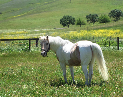 Equine Vets Treat Complicated Infectious Disease Case- Equine Coronavirus