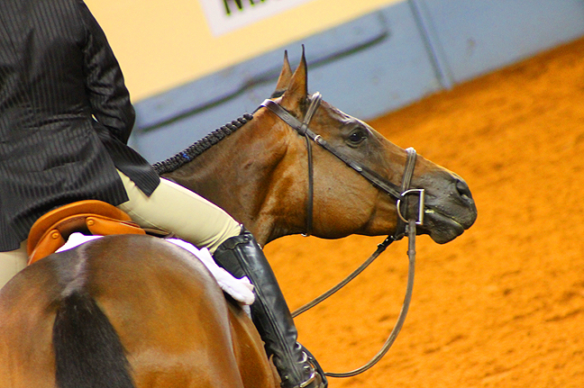 Find Your AQHA Level For 2016 Online
