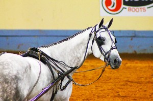 aqha_world_IMG_5415