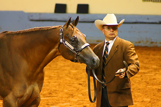 AQHA Now Offering Prepaid Badge For AQHA Lucas Oil World Show