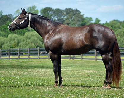 May PHS Online Auction Will Include Partial Dispersal of Leading Breeder JMK Quarter Horses