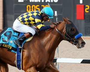 Chitu, trainer Bob Baffert's entry for the Kentucky Derby. Photo courtesy of Coady Photography.