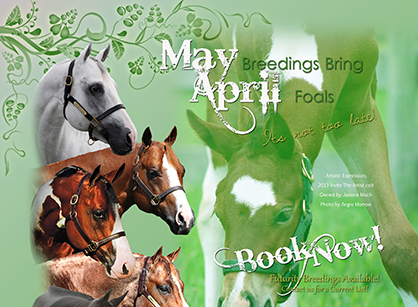 May Breedings Bring April Foals, May Breeding Special From DeGraff Stables