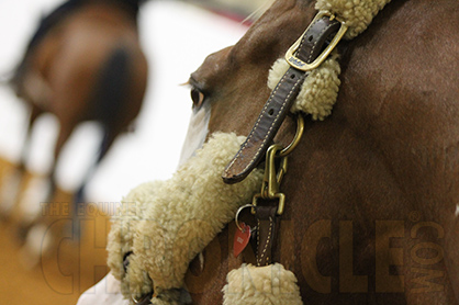 Being Overweight Doesn’t Mean Your Horse Has a Metabolic Issue