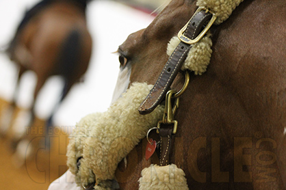 Sugar Does Not Cause Equine Metabolic Syndrome Sugar Does Not Cause Equine Metabolic Syndrome