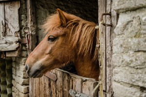 Heath, the rehomed Blue Cross pony, who died from Atypical Myopathy last week.